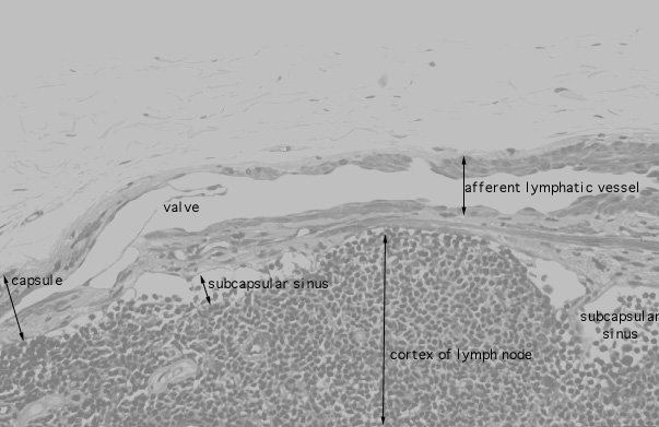  lymph node, afferent arterioles 