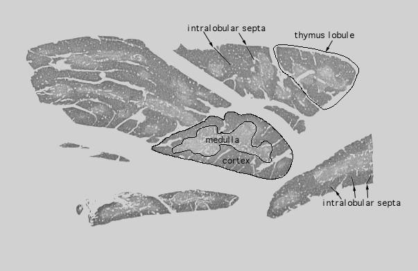  thymus 
