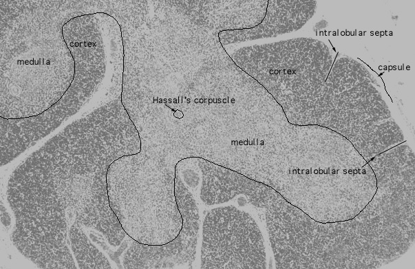 thymus 
