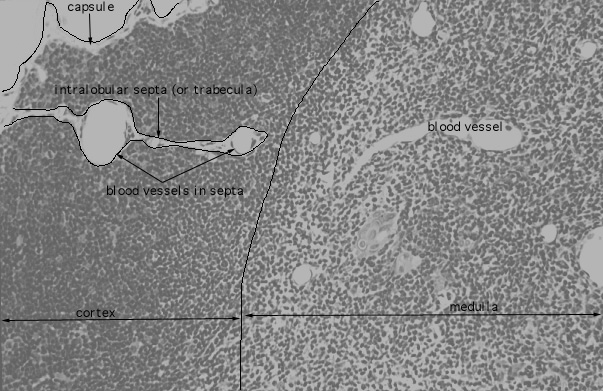 thymus 