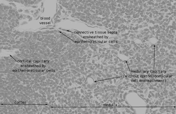  thymus, cortical vessels 