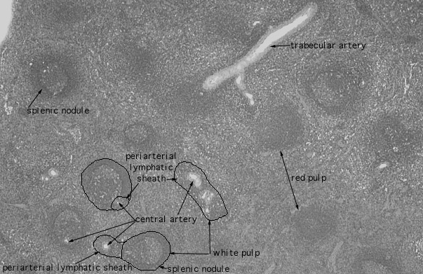  spleen, red and white pulp 