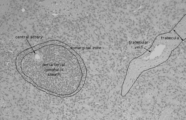  spleen, central artery and trabecular vein 