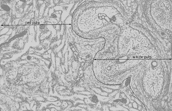  splenic reticulum 