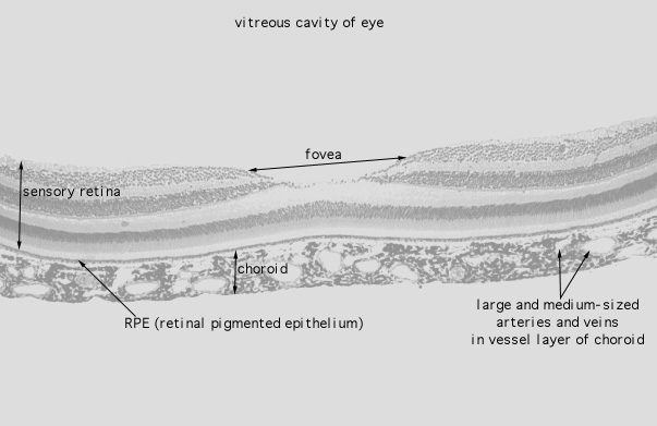  fovea 