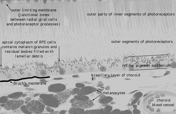  fovea, RPE 
