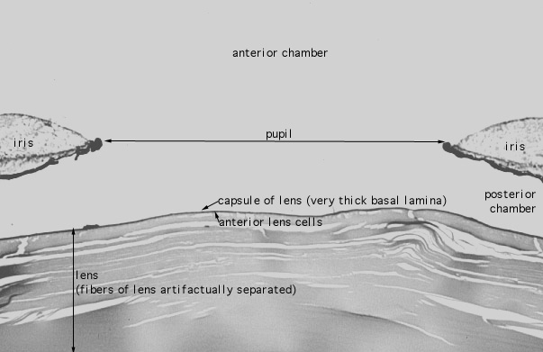  eye, lens 