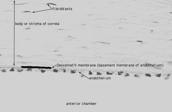  eye, Descemet's membrane 