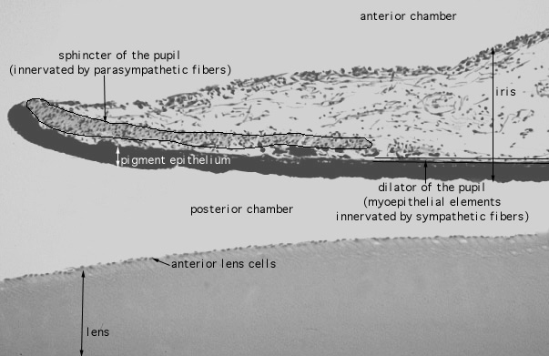  eye, sphincter pupillae 