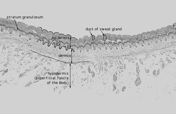  pigmented skin 