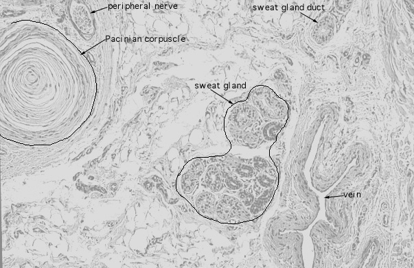  pigmented skin, Paccinian corpuscles 
