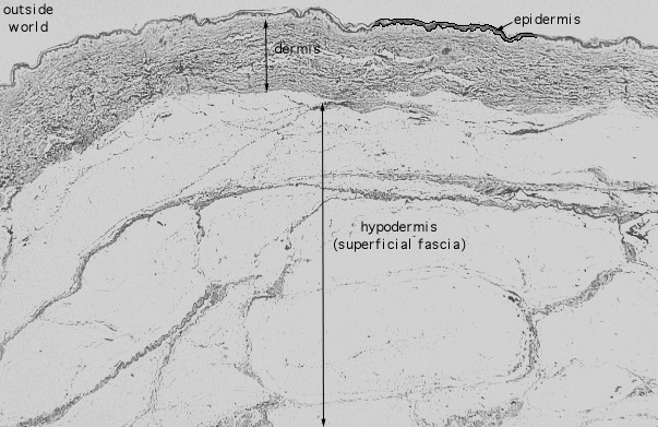  unilocular (white) adipocytes 