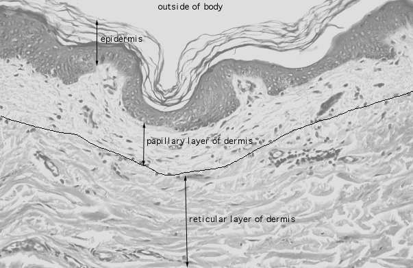  reticular dermis, papillary dermis 