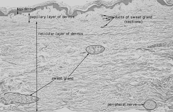  reticular dermis, papillary dermis 