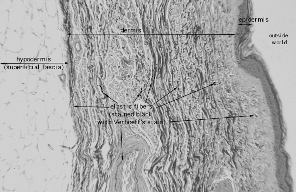  elastic fibers 