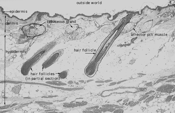  scalp, smooth muscle, other arrangements 
