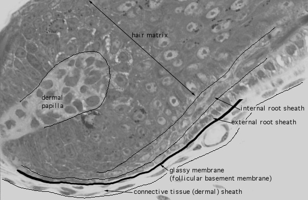  scalp, hair follicle, root 