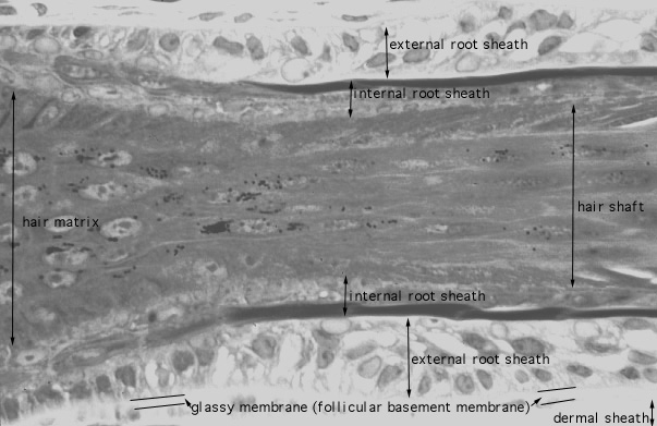  scalp, hair follicle, root 