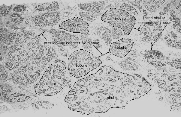  dense/loose irregular connective tissue 