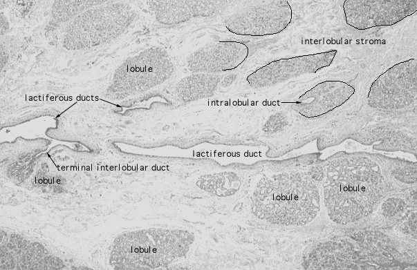  mammary gland, pregnancy, duct 