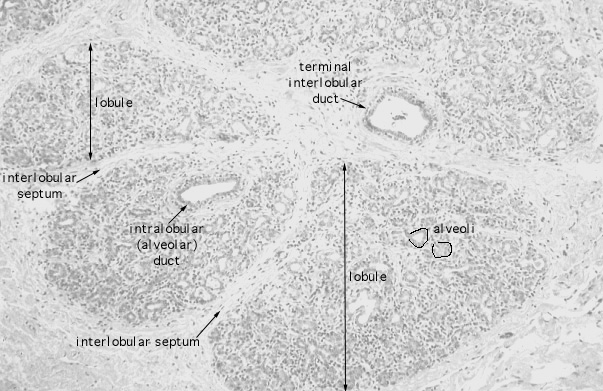  mammary gland, pregnancy, lobules 