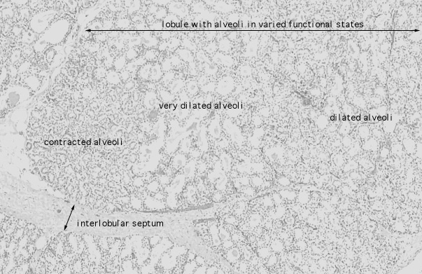  mammary gland, lactating II 
