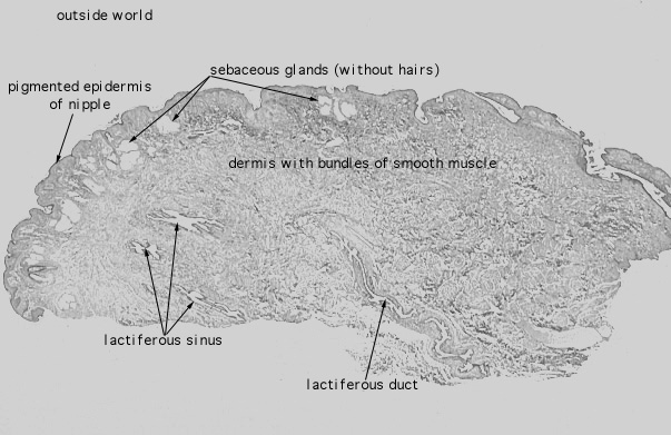  nipple, female, lactiferous ducts 
