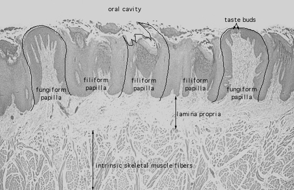  tongue, fungiform papillae 
