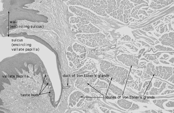  tongue, von Ebner's glands 