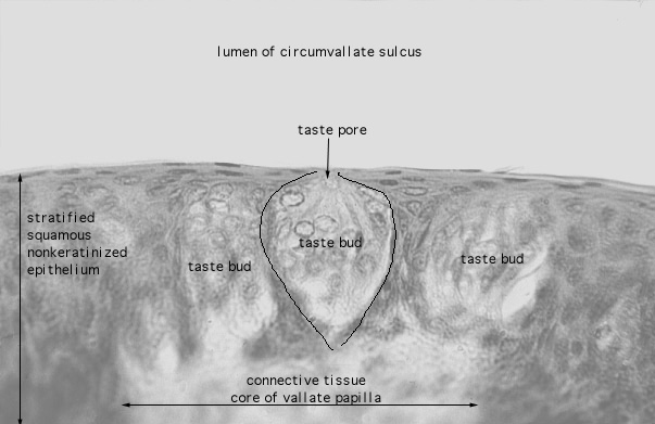  tongue, taste bud 