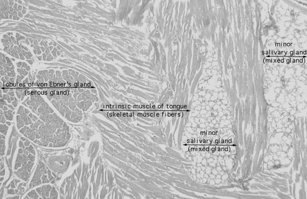  tongue, von Ebner's gland and mixed (minor) salivary gland 