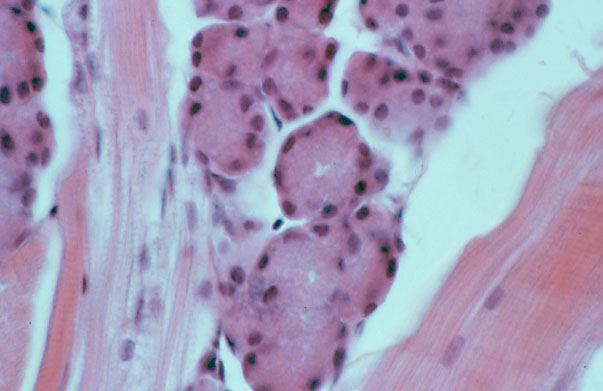  tongue, von Ebner's gland 