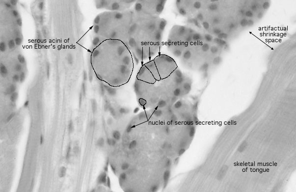  tongue, von Ebner's gland 