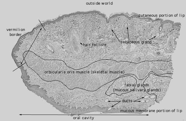  lip, oral mucosa 