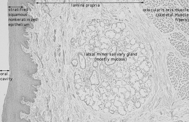  lip, oral mucosa 