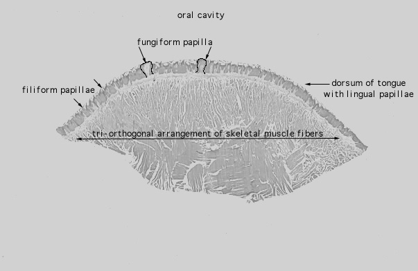  tongue, filiform, and fungiform papillae 