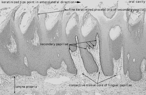  tongue, filiform papillae 