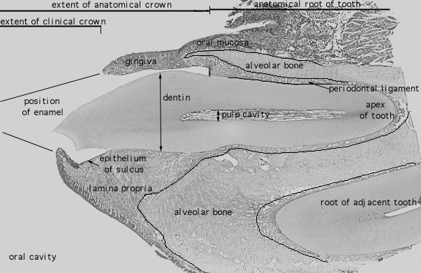  mature tooth 