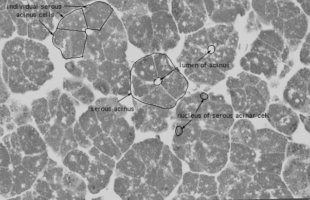  multicellular; pure serous gland 