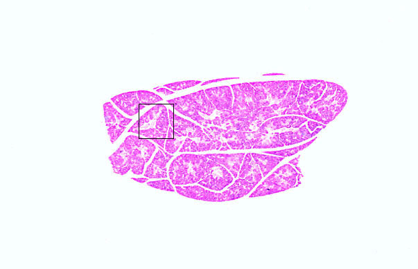  mixed serous/mucous gland; basal striations 