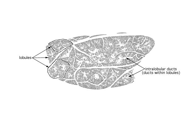  submandibular gland 