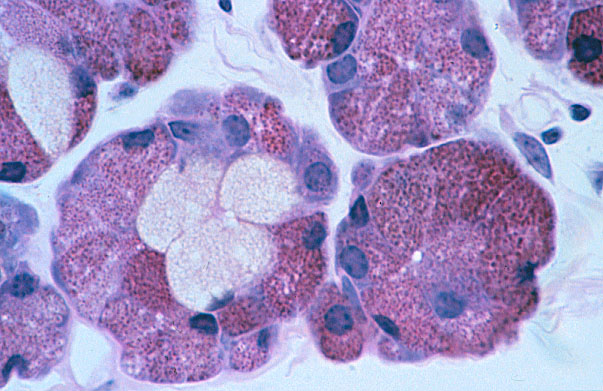  mixed serous/mucous gland 