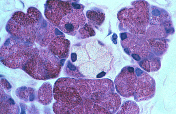  mixed serous/mucous acini 