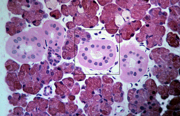  mixed serous/mucous gland; basal striations 