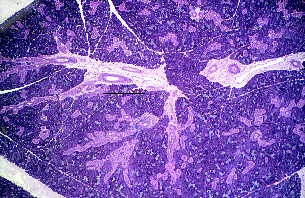  submandibular gland 