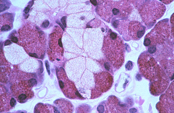  mixed serous/mucous acini, serous demilune 
