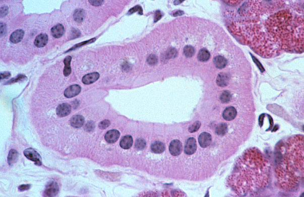  mixed serous/mucous glands, basal infoldings 