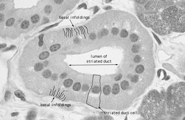  mixed serous/mucous glands, basal infoldings 
