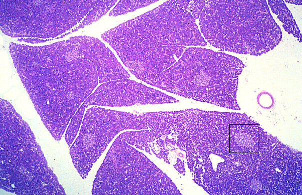  pancreas, islets of Langerhans 