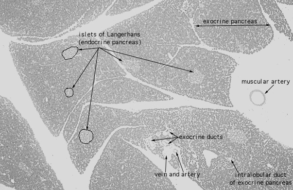 pancreas, islets of Langerhans 
